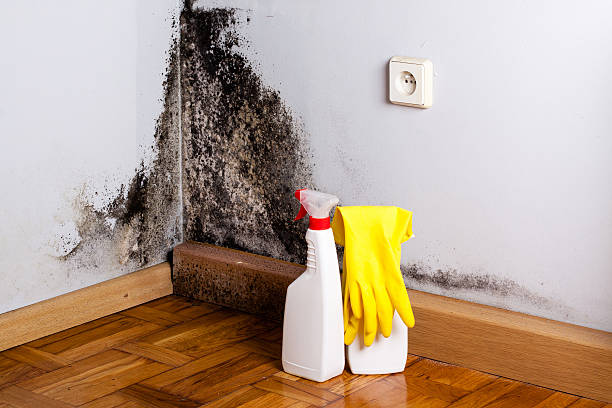 Best Bathroom Mold Remediation in USA